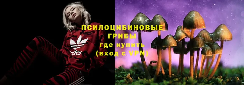 кракен как зайти  Новоуральск  Псилоцибиновые грибы Psilocybine cubensis  купить наркоту 